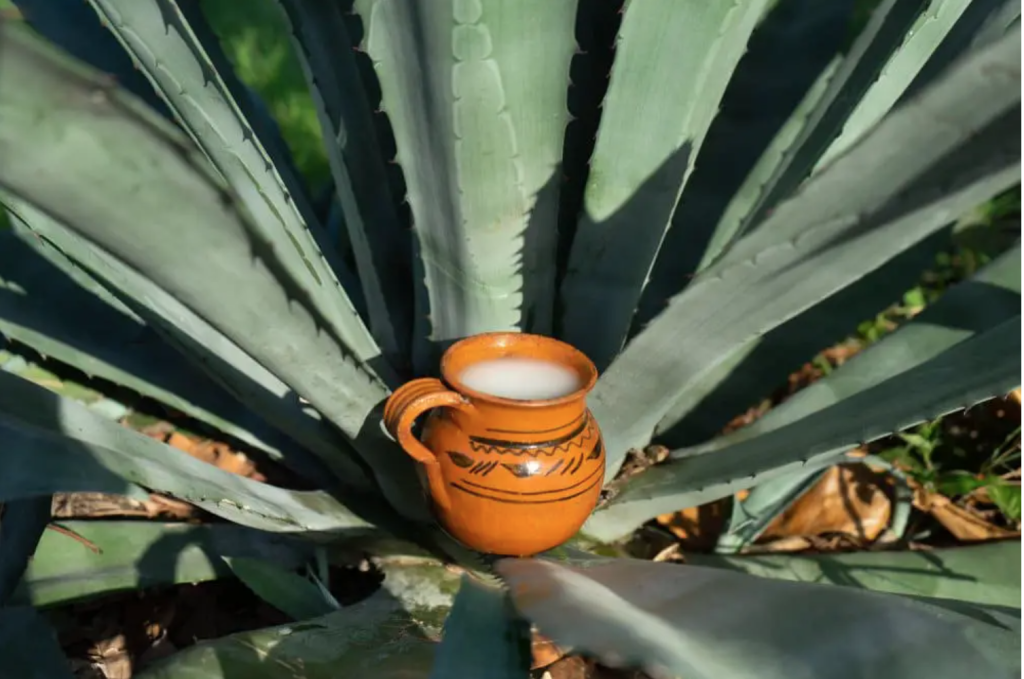 All About Pulque Wine Scribes Travel Wine Blog